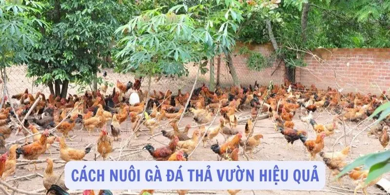 Cách nuôi gà đá thả vườn hiệu quả