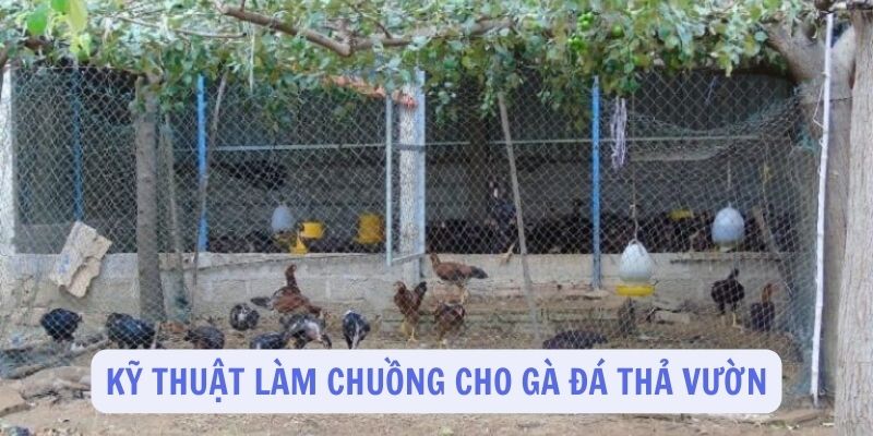 Kỹ thuật làm chuồng cho gà đá thả vườn